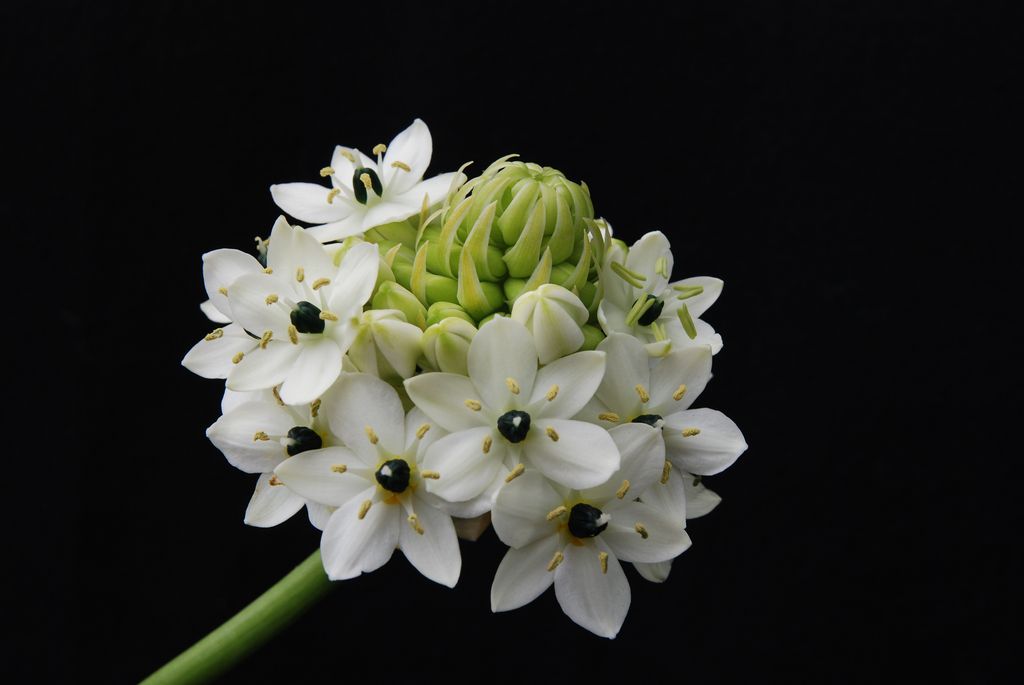 علف تگرگی ، star of Bethlehem ، Star of Bethlethem